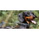 Gifts for pets Gifts for pets